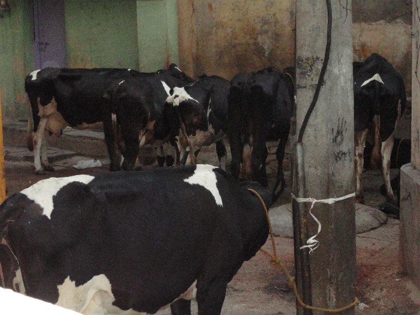 Cows Blocking Free Ways